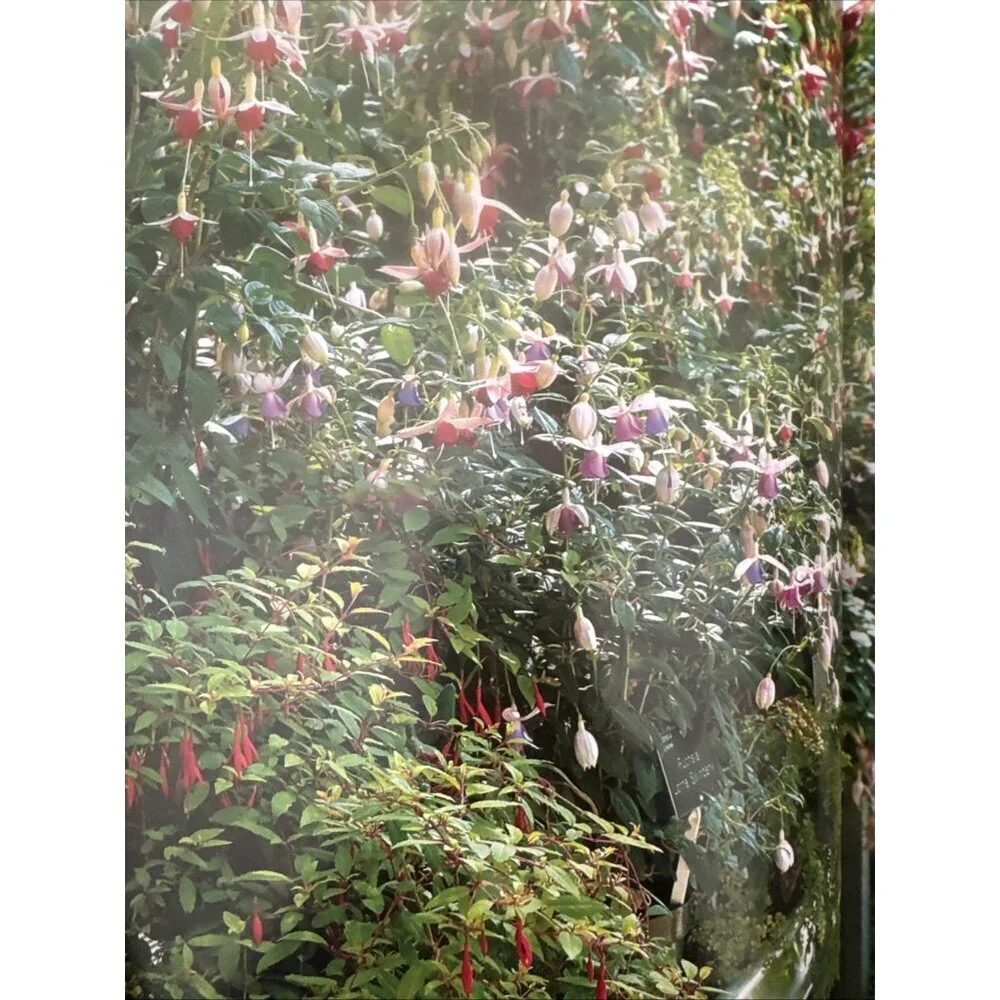 JOHN NICHOLASS - THE ILLUSTRATED GARDENER'S GUIDE TO GROWING FUCHSIAS